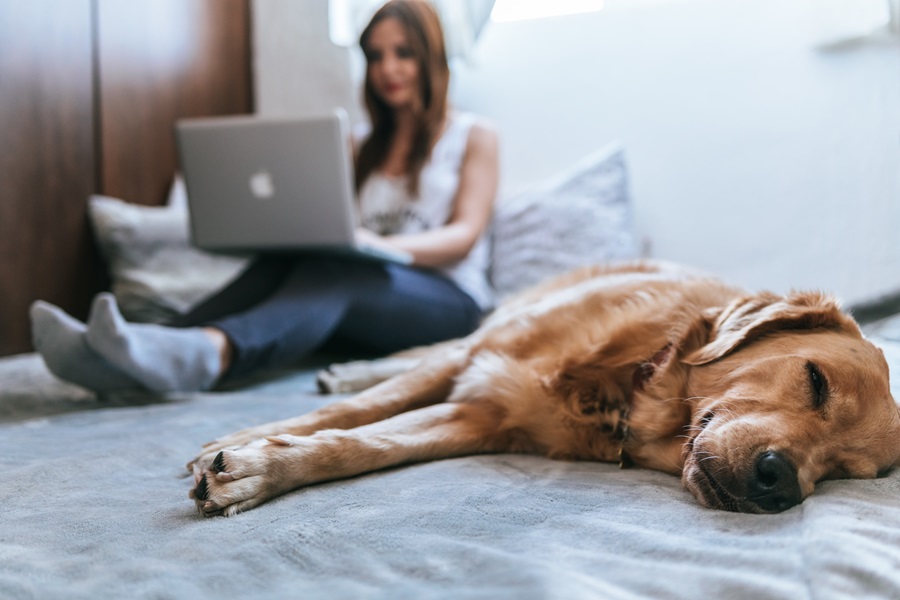 Five ways pets can improve your health and wellbeing