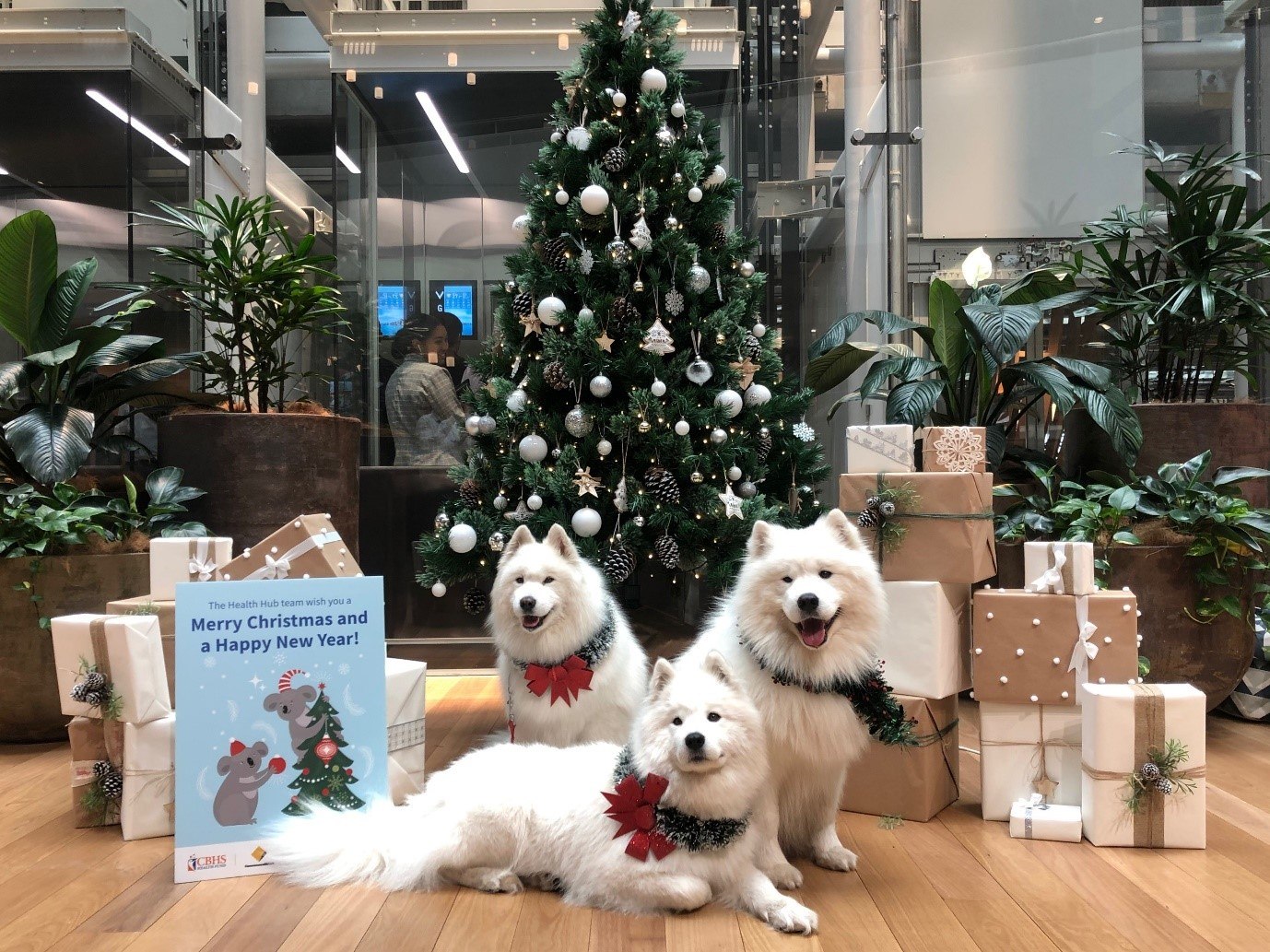 These beautiful Samoyed dogs visited CommBank staff at last Christmas for selfies and snuggles