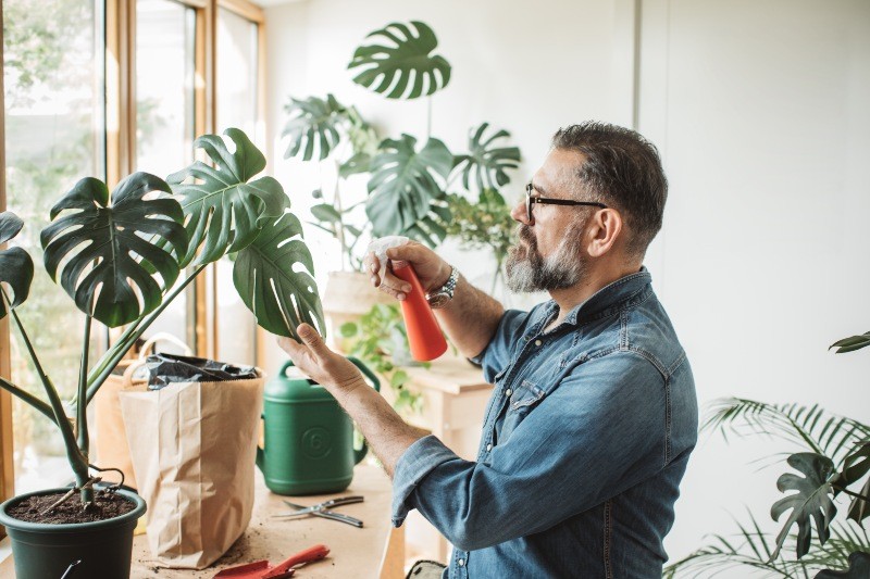 Feng Shui Blog PLANT