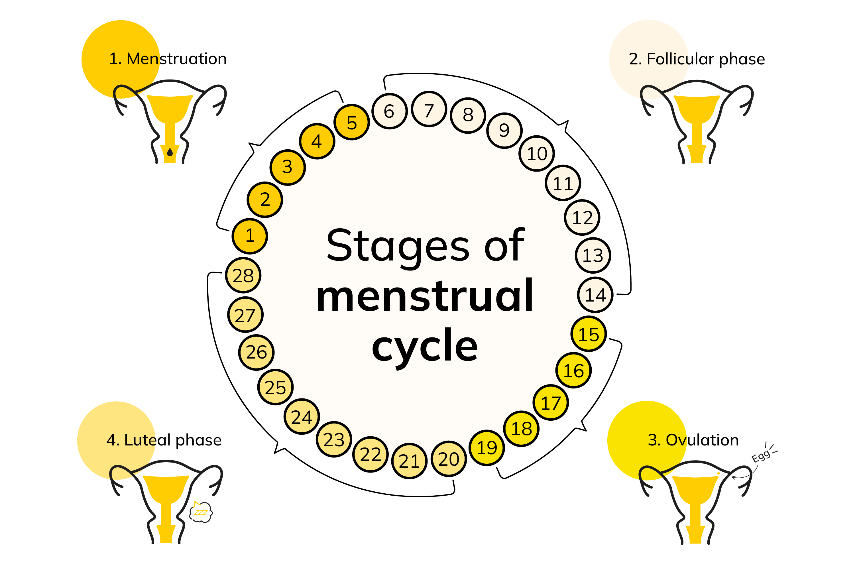 Menstrual_Cycle