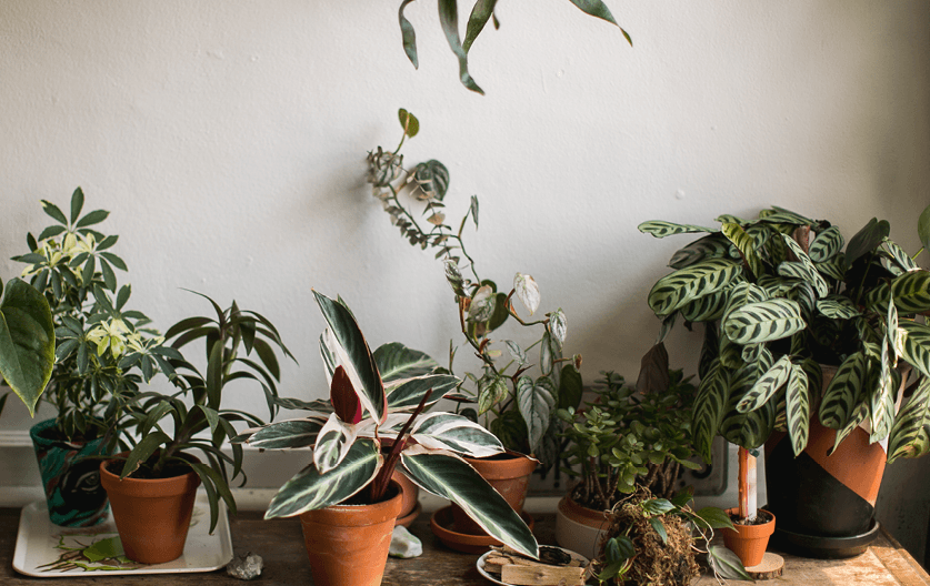 House Plants